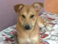 Princesa
