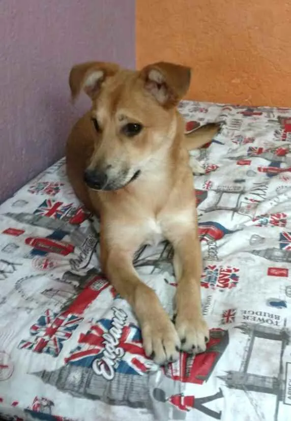 Cachorro ra a  idade 7 a 11 meses nome Princesa 