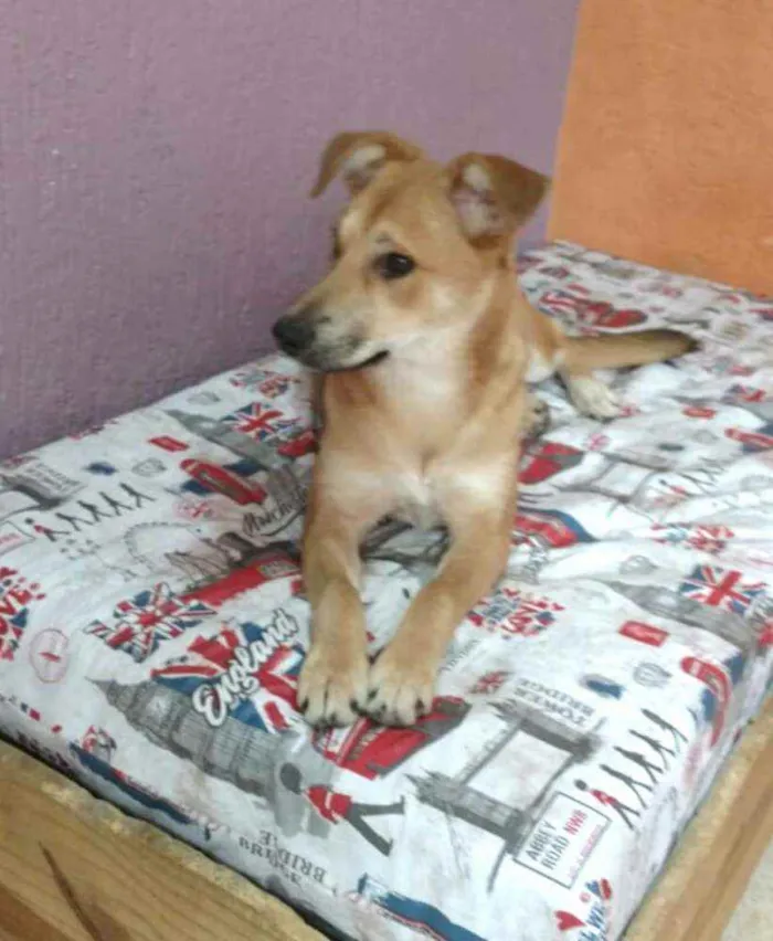 Cachorro ra a  idade 7 a 11 meses nome Princesa 