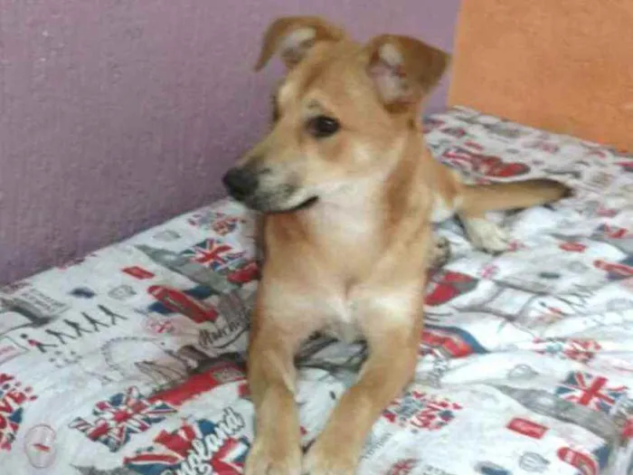 Cachorro ra a  idade 7 a 11 meses nome Princesa 