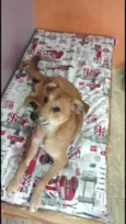 Princesa