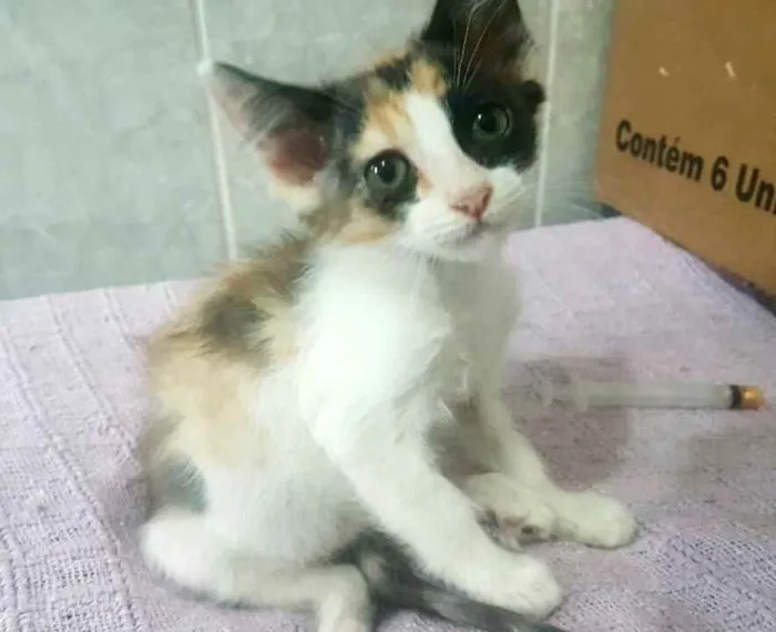 Gato ra a  idade Abaixo de 2 meses nome Filhotes Célia 