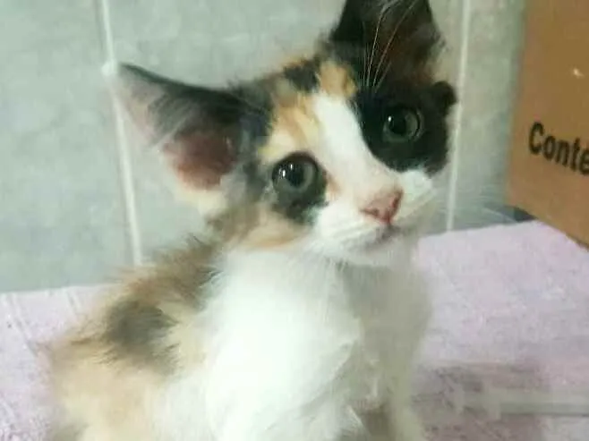 Gato ra a  idade Abaixo de 2 meses nome Filhotes Célia 