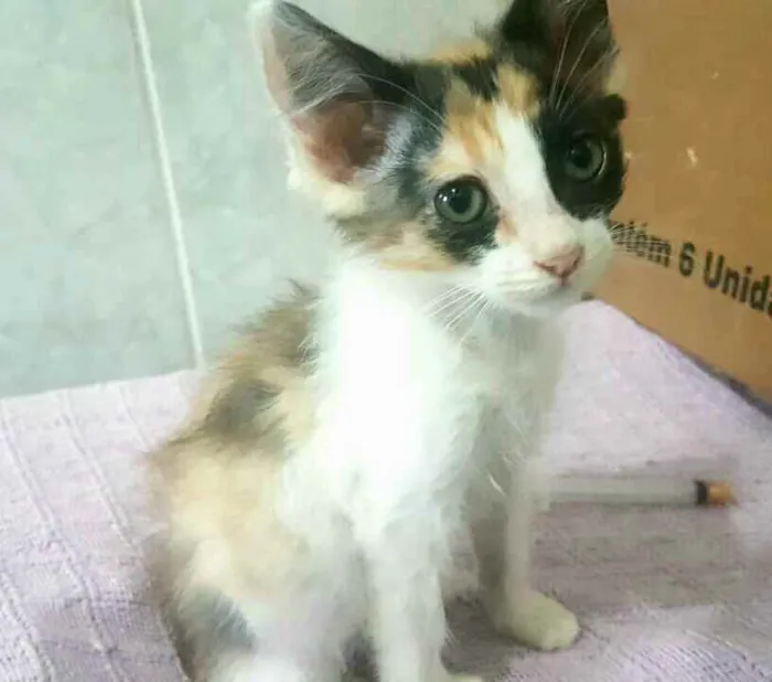 Gato ra a  idade Abaixo de 2 meses nome Filhotes Célia 
