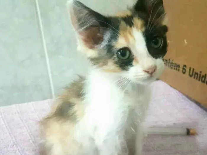 Gato ra a  idade Abaixo de 2 meses nome Filhotes Célia 