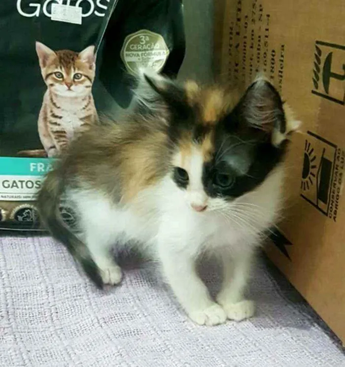 Gato ra a  idade Abaixo de 2 meses nome Filhotes Célia 
