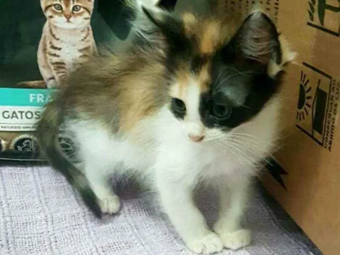Gato ra a  idade Abaixo de 2 meses nome Filhotes Célia 
