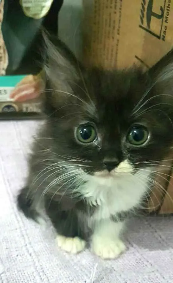 Gato ra a  idade Abaixo de 2 meses nome Filhotes Célia 