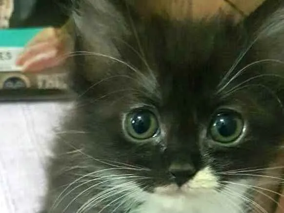 Gato ra a  idade Abaixo de 2 meses nome Filhotes Célia 