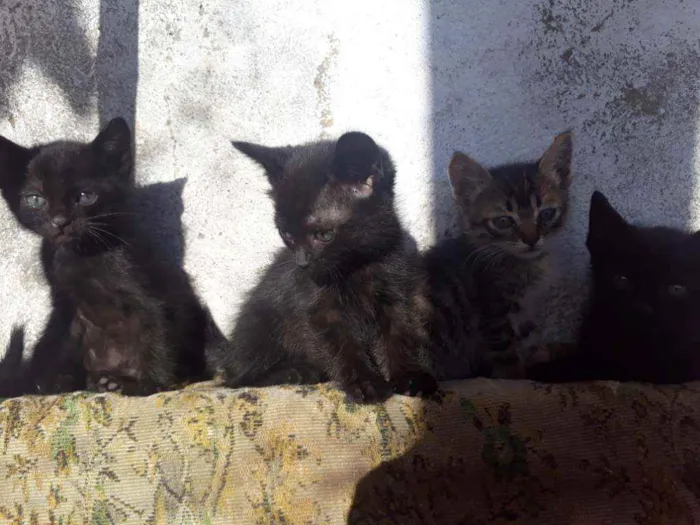 Gato ra a Vira lata idade 2 a 6 meses nome Não tem nome