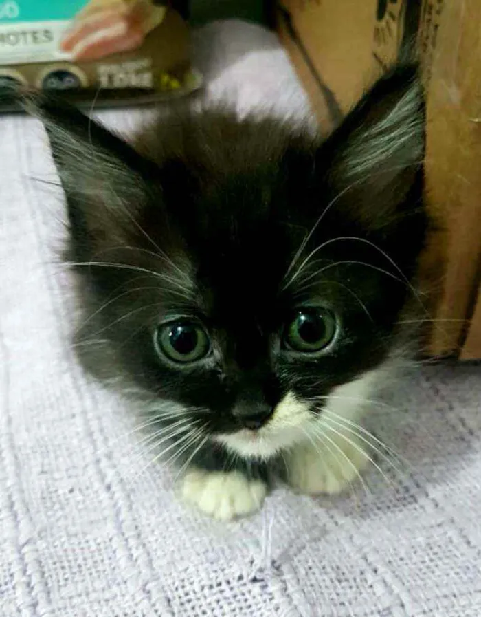 Gato ra a  idade Abaixo de 2 meses nome Filhotes Célia 
