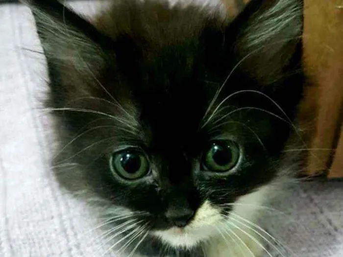 Gato ra a  idade Abaixo de 2 meses nome Filhotes Célia 