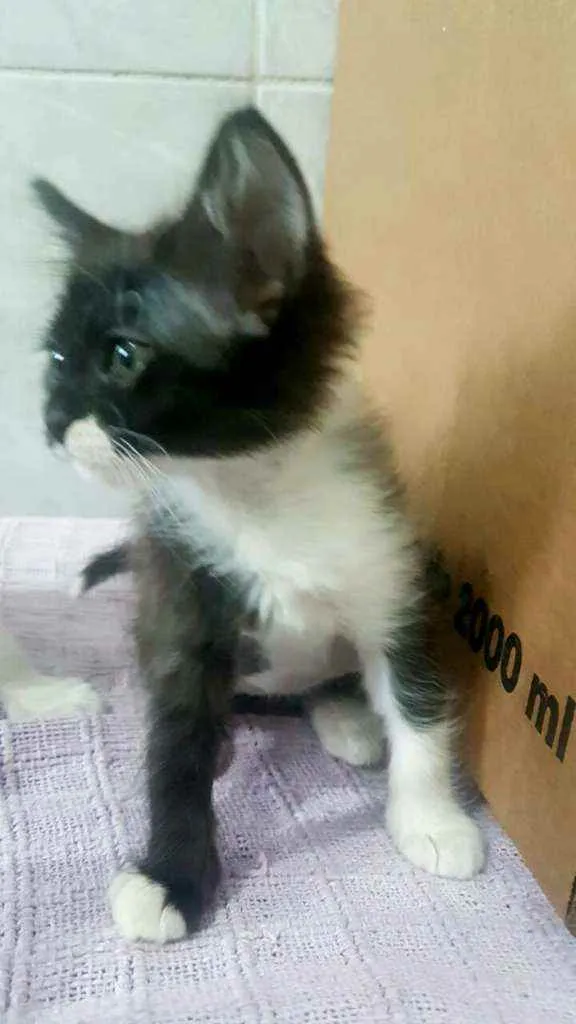Gato ra a  idade Abaixo de 2 meses nome Filhotes Célia 