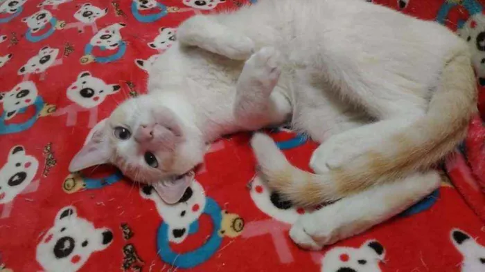 Gato ra a Srd idade 2 a 6 meses nome Woody