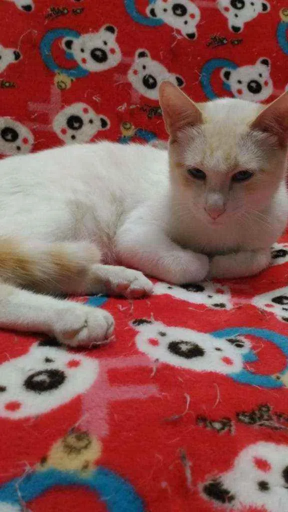 Gato ra a Srd idade 2 a 6 meses nome Woody