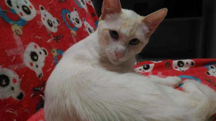 Gato ra a Srd idade 2 a 6 meses nome Woody