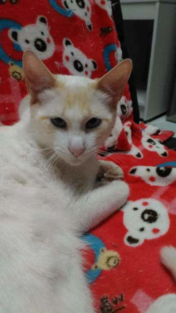 Gato ra a Srd idade 2 a 6 meses nome Woody