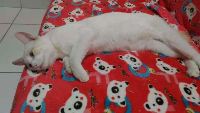 Gato ra a Srd idade 2 a 6 meses nome Woody