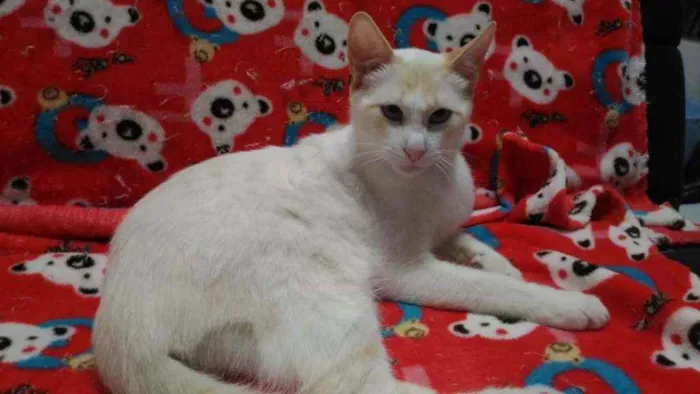 Gato ra a Srd idade 2 a 6 meses nome Woody