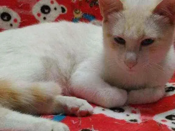 Gato ra a Srd idade 2 a 6 meses nome Woody