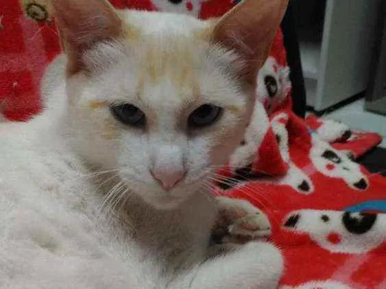 Gato ra a Srd idade 2 a 6 meses nome Woody