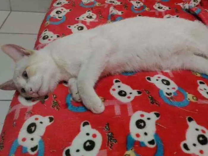 Gato ra a Srd idade 2 a 6 meses nome Woody