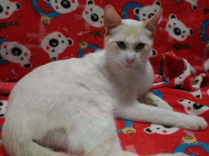 Gato ra a Srd idade 2 a 6 meses nome Woody