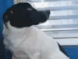 Manchinha