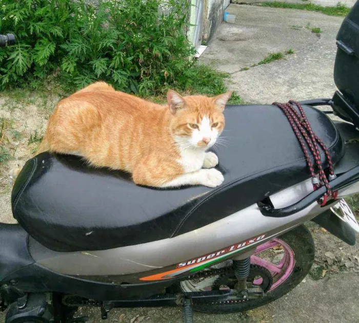 Gato ra a Srd idade  nome Lello