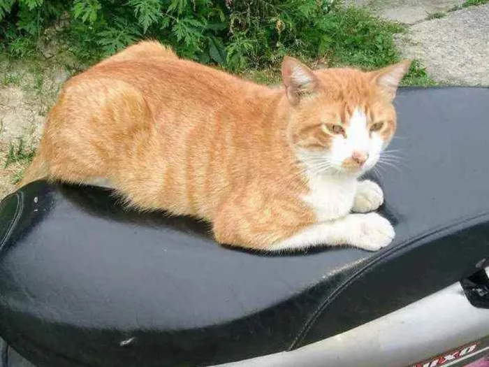 Gato ra a Srd idade  nome Lello