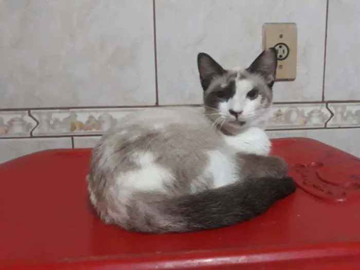 Gato ra a Srd idade 2 a 6 meses nome Mel