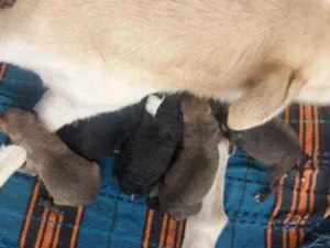 Cachorro raça Rasciado com pitbull  idade Abaixo de 2 meses nome Ainda não  tem nome 