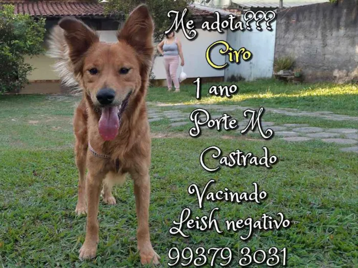 Cachorro raça SRD idade 1 ano nome Ciro