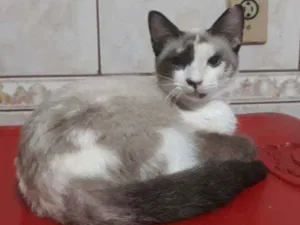 Gato raça Srd idade 2 a 6 meses nome Mel
