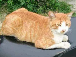 Gato raça Srd idade  nome Lello