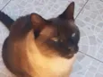 MUSTAFA E RAGE