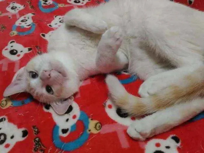 Gato ra a Srd idade 2 a 6 meses nome Woody