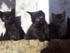 Gato raça Vira lata idade 2 a 6 meses nome Não tem nome