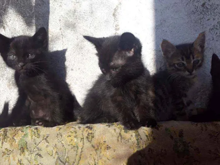 Gato ra a Vira lata idade 2 a 6 meses nome Não tem nome