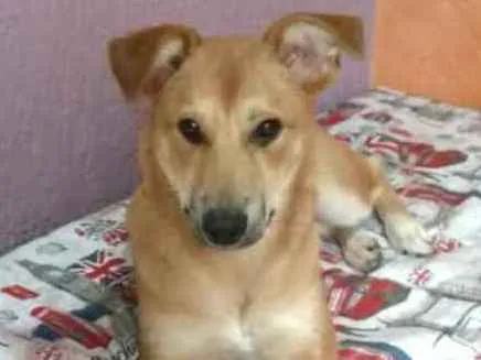 Cachorro ra a  idade 7 a 11 meses nome Princesa 