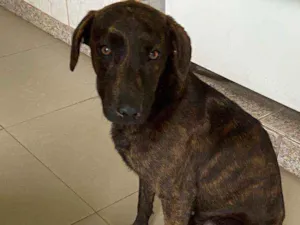 Cachorro raça SRD idade 1 ano nome Tody