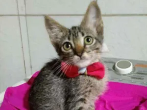 Gato raça Comum tigresa idade 2 a 6 meses nome Milse