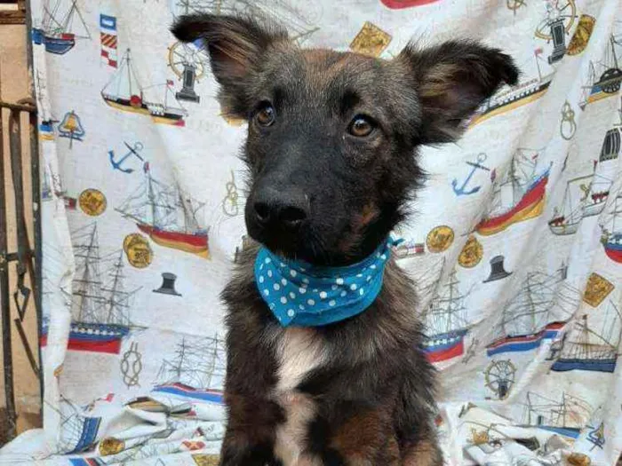 Cachorro ra a SRD idade 1 ano nome Lobinho