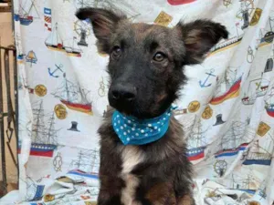 Cachorro raça SRD idade 1 ano nome Lobinho
