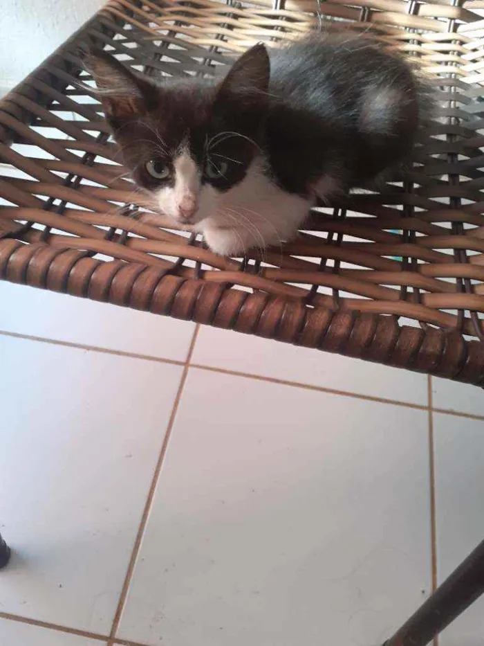 Gato raça Vira lata idade 2 a 6 meses nome Sem nome