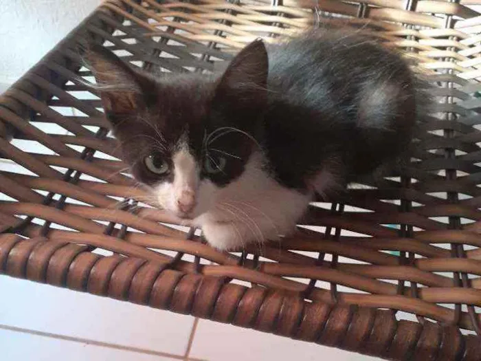 Gato raça Vira lata idade 2 a 6 meses nome Sem nome