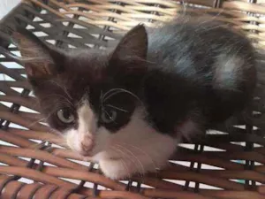Gato raça Vira lata idade 2 a 6 meses nome Sem nome