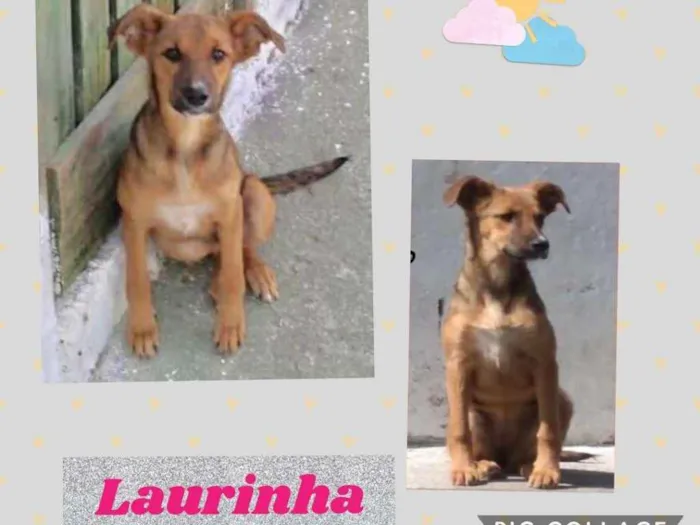 Cachorro ra a SRD idade 2 a 6 meses nome LAURINHA