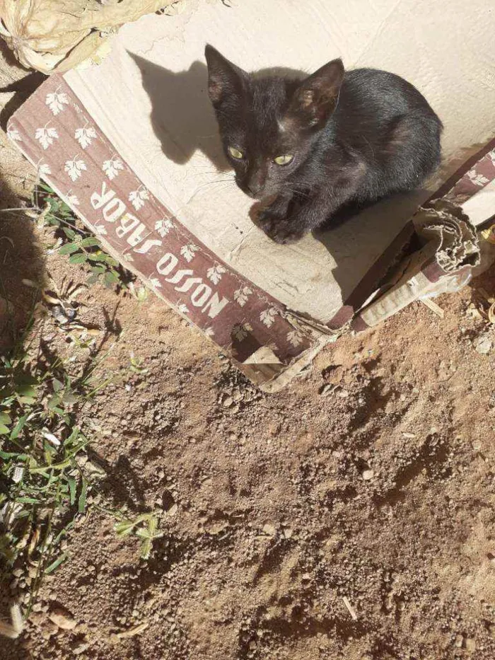 Gato raça Vira lata idade 2 a 6 meses nome Sem nome