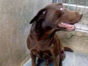 Cachorro raça Labrador idade 4 anos nome Marley